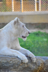beautiful White Lioness on rock in zoo, close up