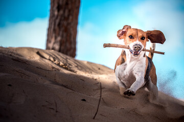 Beagle corriendo en la duna