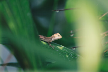 Baby Oriental Garden Lizard (Calotes versicolor) on the leaves. Found widely in Asian countries....