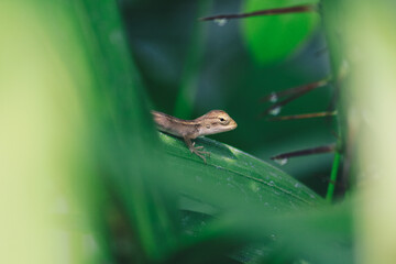 Naklejka premium Baby Oriental Garden Lizard (Calotes versicolor) on the leaves. Found widely in Asian countries. camouflage garden lizards. Close up chameleon details.