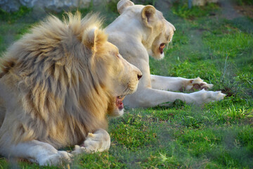 Naklejka na ściany i meble Male white lion lying down on a grass, beautiful male African white lion