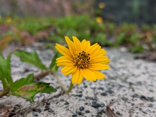 Wedelia flower (Sphagneticola trilobata) Grows wild and fertile in the tropical climate of Borneo