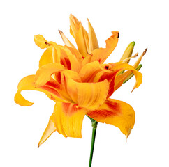 Fototapeta na wymiar Orange daylily, Orange flower isolated on white background with clipping path