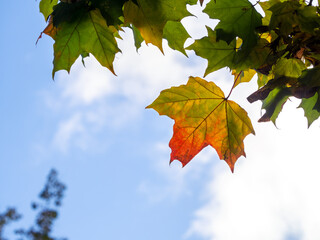 Autumn colorful maple leaves on a background of blue sky. Sunny autumn background. Clean space for text.