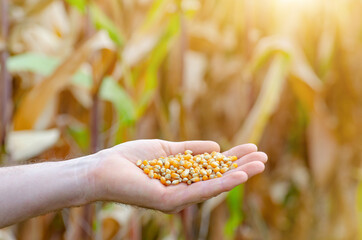 Handful of corn kernels in farmer hands on field background evening sunset time