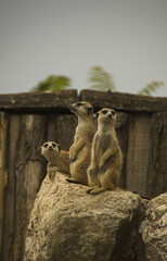 Three meerkat sitting on the rock