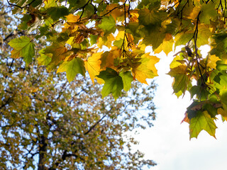 Yellow and green leaves of a maple on the background of a growing tree and sky. Sunny autumn...