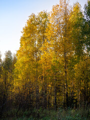 Slender birches with golden foliage grow in a deciduous forest. Bright autumn natural background with birches.