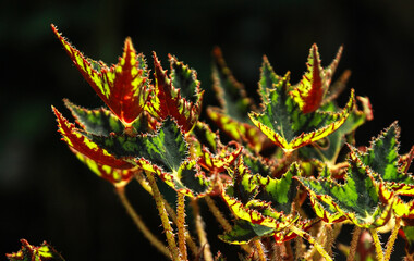 Closeup Leaf Begonia. Unique houseplant detail.