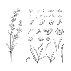 Vector collection of hand drawn lavender flower.