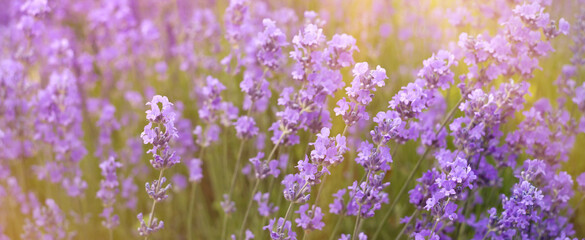 Blooming violet lavender field on sunset sky.