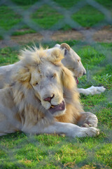 Male white lion lying down on a grass, beautiful male African white lion