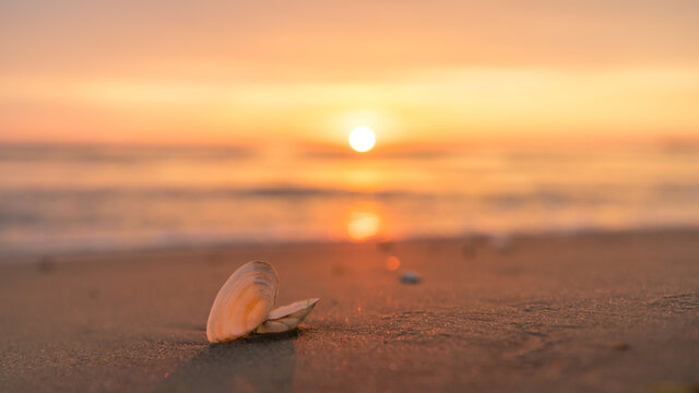 Sea shell at a beach at a beautiful sunrise