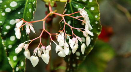 White begonia flowers looks like a heart is beautiful.