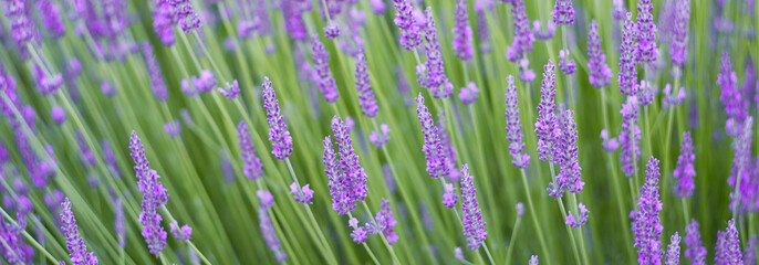 Blooming violet lavender field on sunset sky.