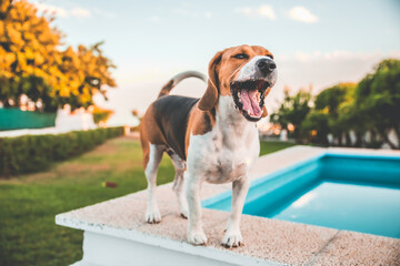 Beagle bostezando en el jardín