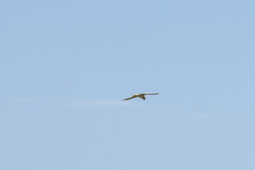 Fototapeta na wymiar hawk soaring in sky 