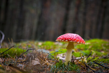 mushroom red fly agaric grows in forest