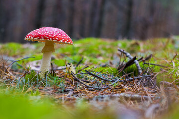 mushroom red fly agaric grows in wood