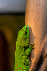 green lizard on a branch
