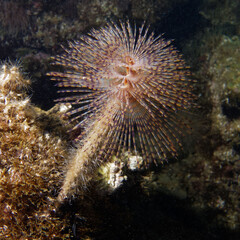 Naklejka na ściany i meble Spiral tube-worm (Sabella spallanzanii) in Mediterranean Sea, 