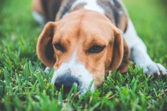 Beagle pensando 
