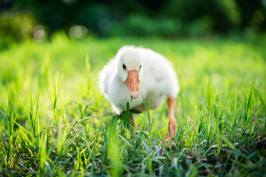 The yellow gosling walked to the grass, and the light shone from behind.