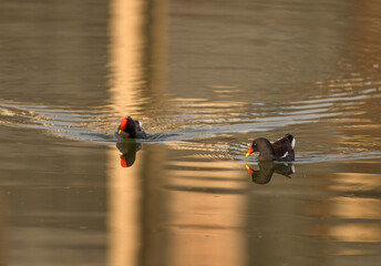The common moorhen, also known as the waterhen or swamp chicken, is a bird species in the rail...