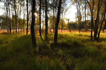 Duvenstedter Brook im Oktober
