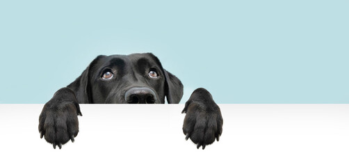 Close-up  hide black labrador dog looking up giving you whale eye hanging over a blank sign with...