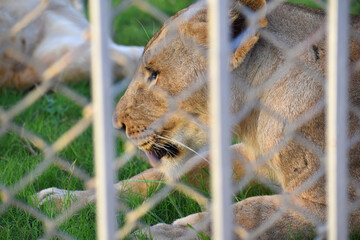 Beautiful white female lioness behind metal fence in a zoo