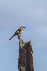 close up of native Australian bird on tree