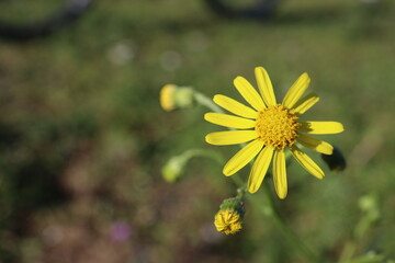 Senecio Madagas Cariensis oder Jakobs-Greiskraut genannt
