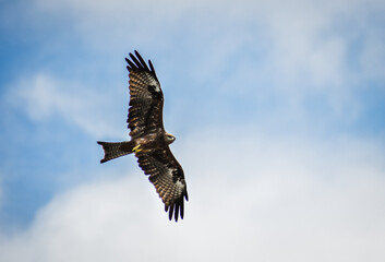 A Kite flying high in the sky!