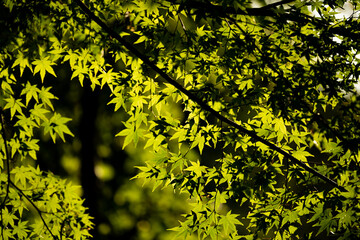 太陽に照らされた青紅葉