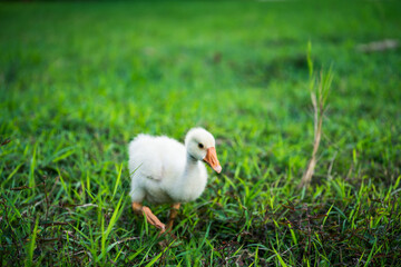 The yellow gosling walked to the grass, and the light shone from behind.