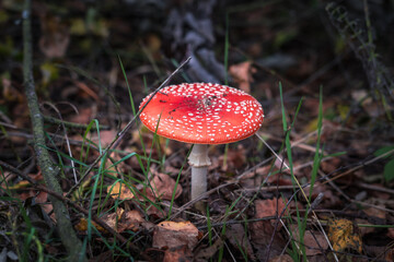 Amanita muscari. Toxic and hallucinogen beautiful red-headed mushroom Fly Agaric in grass on autumn forest background. source of the psycho-active drug Muscarine
