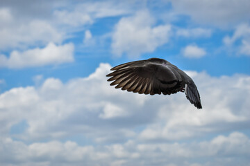 Spread your wings and fly high!