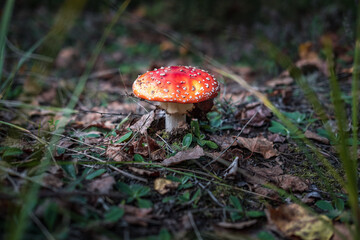 Amanita muscari. Toxic and hallucinogen beautiful red-headed mushroom Fly Agaric in grass on autumn forest background. source of the psycho-active drug Muscarine