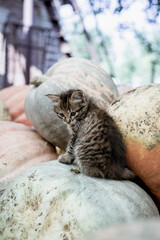 Cute gray kitten sitting on a pile of pumpkins