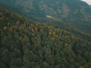 Beatiful forest ariel shoot in autumn