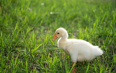 The yellow gosling walked to the grass, and the light shone from behind.
