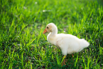 The yellow gosling walked to the grass, and the light shone from behind.
