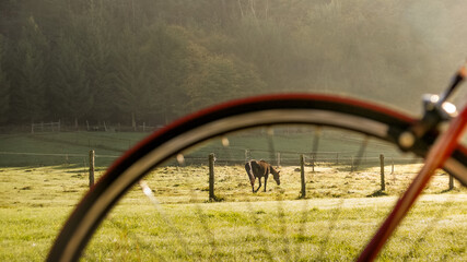 horse and the bicycle in the farm