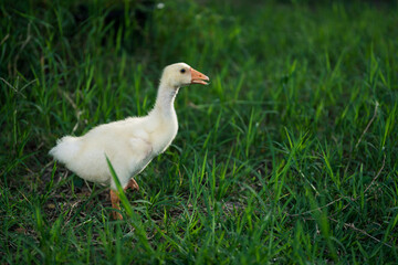 The yellow gosling walked to the grass, and the light shone from behind.
