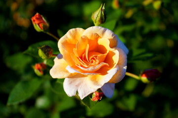 A rose surrounded by small buds on a dark green background.