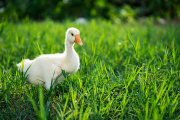 The yellow gosling walked to the grass, and the light shone from behind.