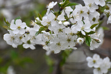 Spring cherry blossom