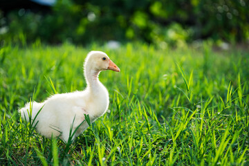 The yellow gosling walked to the grass, and the light shone from behind.