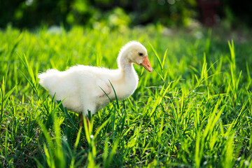 The yellow gosling walked to the grass, and the light shone from behind.
